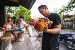 The owner of a cockfighting rooster holds up his rooster to inspect him prior to a cockfight in Bali.