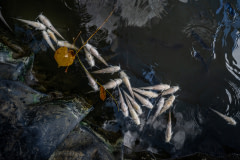 Several dead catfish float belly up on the surface of a pond at a catfish farm.