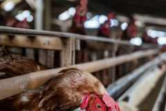 A female chicken looks out from between the slats of the cramped cage she lives in at an industrial egg farm in Bali.