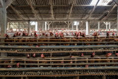 Countless female chickens look out from within their cramped cages at an intensive egg farm.