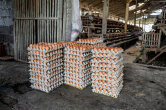 Multiple stacks of eggs in cartons sit on the floor at an intensive egg farm.