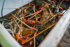 The front of a dead lobster at a small-scale lobster farm in Lombok.