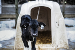 A calf chained to a veal crate throughout the cold winter. Canada, 2014.  Jo-Anne McArthur / We Animals Media