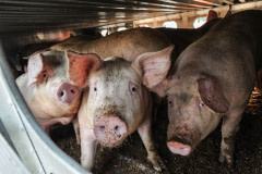 Pigs being transported to slaughter. Canada, 2012. Jo-Anne McArthur / We Animals Media