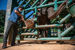 A member of the staff at The Golden Triangle Asian Elephant Foundation performs target training and foot care on one of the 22 elephants in their care.