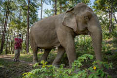 Elephant keeper Dodekho Saono, walks with 52-year-old Mae Beepoh as they they take their first international visitors in over a year for a walk through the Elephant Freedom Village community forest.