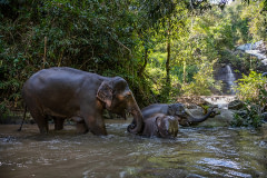 Elephants enjoy swimming in the river at Elephant Freedom Village in northern Thailand.As COVID devastated Thailand's tourist industry, thousands of elephants typically forced to work in the tourism industry in Thailand are now not working due to the COVID-19 pandemic, with their owners struggling to feed and maintain them. The EFV community forest model has emerged as a sustainable alternative for co-existence and is proving to be popular with international tourists who want to learn more about Karen elephant culture and experience elephants in their natural environment without the abuse and exploitation that often occurs at traditional tourist camps.