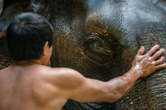 Papas Nukaew (NIjaan), the camp manager at Elephant Freedom Village (EFV), washes his elephants with their first foreign visitors in over a year. Nijaan is a Karen elder and maintains an intimate relationship with the elephant family at EFV.