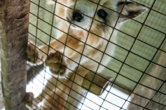A farmed fox peers into the camera through the wire floor of their barren cage at a fur farm.