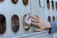 Bearing witness at an Animal Save Movement vigil.