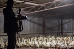 An activist and investigator filming at a duck farm. Australia, 2017.