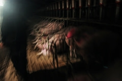 Investigation with Animal Equality. Spain, 2009.