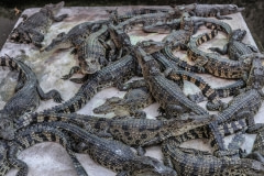 Crocodile farm. Cambodia, 2011.