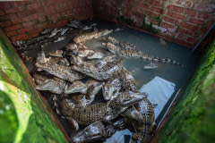 Alligators and crocodiles raised for meat.