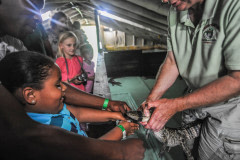 During a tour children have the opportunity to tape shut an alligator's face.