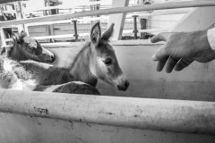 Between acts at the Calgary Stampede, foals are sent out into the ring so that kids from the audience can tackle them.