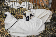 Sheep kept in pens before and after the shows.