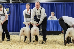 Sheep being positioned in the arena for display and judging. Toronto, Canada, 2014.