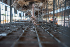 Close up of a turkey's feet in a cage at a live poultry auction. Australia, 2017.