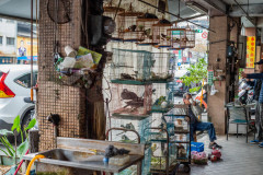 Bird alley. Taiwan, 2019.