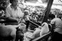 Puppies for sale at Chatuchak market in Bangkok.