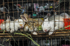 Rabbits for sale at Chatuchak market.