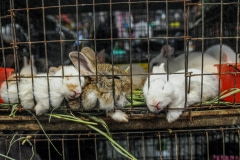 Rabbits for sale at Chatuchak market. Thailand, 2008.
