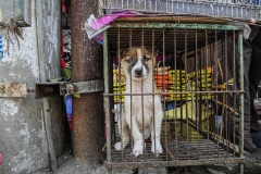 Puppy for sale at a market. Vietnam, 2008.