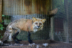 A red fox at a fur farm in Quebec, which has since been closed down.