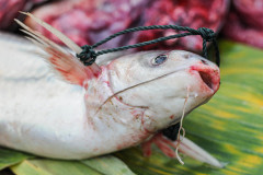 A fish tied for carrying  at the Luang Prabang market.