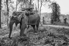 Elephant riding tourism.