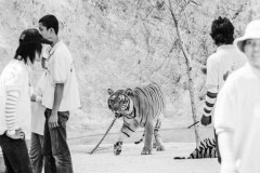 A chained, pacing tiger in the tourist area at Tiger Temple.