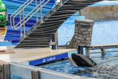 An segregated orca at Sea World. USA, 2011.