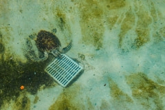 A lone turtle in a zoo. Cuba, 2008.