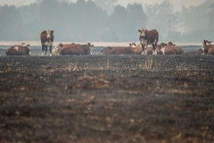 Cattle grazing in a dry and fire-scorched landscape near Corryong.