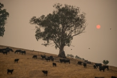 Cows grazing in the smokey landscape in the Corryong area.