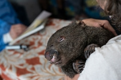 Southern Cross Wildlife Care's triage unit for burn victims sets up in a hotel room in Merimbula, New South Wales. This afternoon, the patients are wombats.