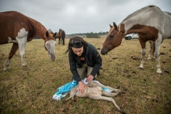 Louise Bonomi with a joey who was injured by the bushfires. Curious horses in the pasture came over to investigate.