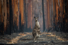 A mother kangaroo and her joey who survived the forest fires in Mallacoota.