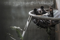 Maya, a rescued moon bear at Animals Asia's Tam Dao sanctuary. Vietnam, 2008.