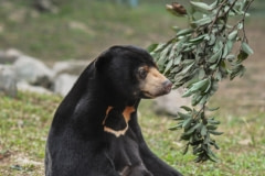A sun  bear, rescued and chillin' at Tam Dao sanctuary. Vietnam, 2011.