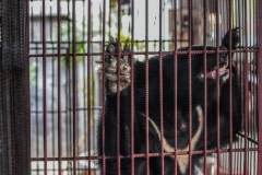 A moon bear in a cage at a bear bile farm. Laos, 2008.