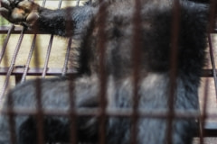 A moon bear in a cage at a bear bile farm. Laos, 2008.
