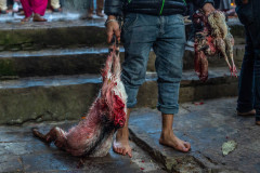 A person carrying beheaded animals. Nepal, 2017.