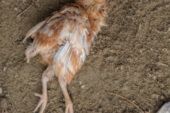 A dead chick lies on the ground at an Italian egg-production factory farm destroyed by flood waters. Extreme weather in May 2023 caused mudslides and massive flooding, severely affecting numerous factory farms. An overflowing river next to this farm caused a landslide, destroying the chicken sheds and killing over 60, 000 chickens. Any surviving chickens are being caught and moved to a similar type of farm. San Lorenzo in Noceto, Emilia-Romagna, Italy, 2023. Selene Magnolia / Essere Animali / We Animals Media