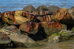 In mid-May, big splotches of oil started washing into the Mississippi Delta. A few days later, the bayous would be soaked in crude oil. Where there were usually thousands of pelicans, we found almost none. USA, 2010.