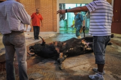 This is a photograph of the bulls last breath. His head then sank and his eyes closed. Spain, 2009.