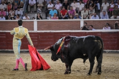 The bull has been pic-ed and the banderillas have been placed, which keeps the bull's head hung low, facilitating the final kill. Spain, 2009.