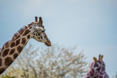 A giraffe and the jumping castle. Germany, 2016.