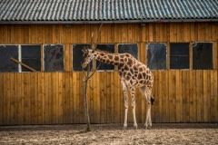 A giraffe at a circus. Germany, 2016.